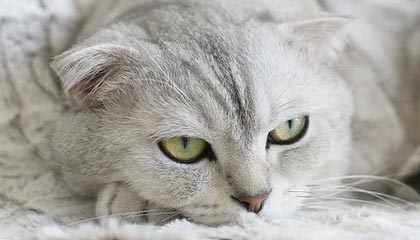 B体育_ “AI智能分析：如何预测本轮五大联赛的走势”，5大联赛数据