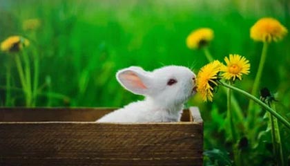 B体育网页版登录-B体育官方网址：CBA球队的退役球衣号码：致敬传奇，感恩奉献，cba退役球衣什么意思