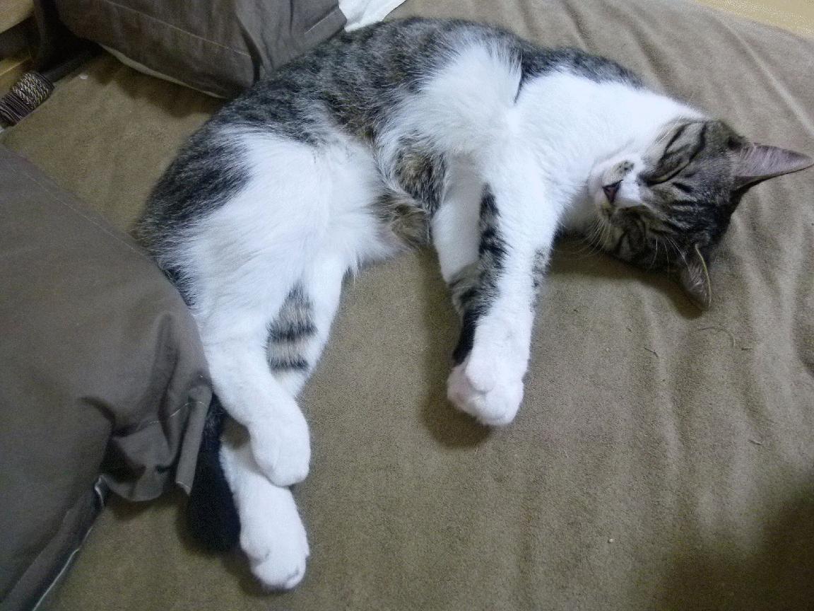 _白天黑夜同步赛：跨时区直播引爆全球热潮_，白天黑夜交替特效