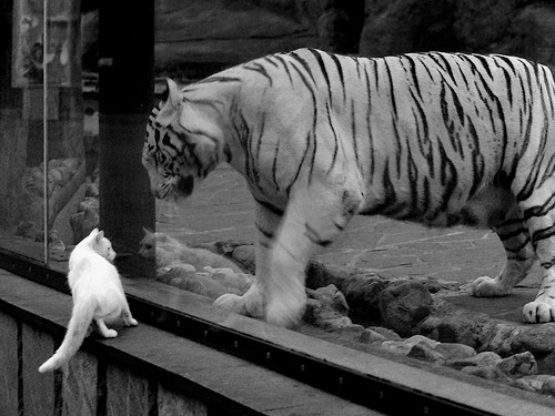 “西甲明星云集，场面精彩纷呈”，西甲巨星