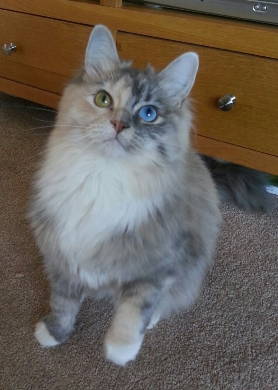 《电竞内容创新:短视频、直播成为新风向》,电竞短视频营销的内容