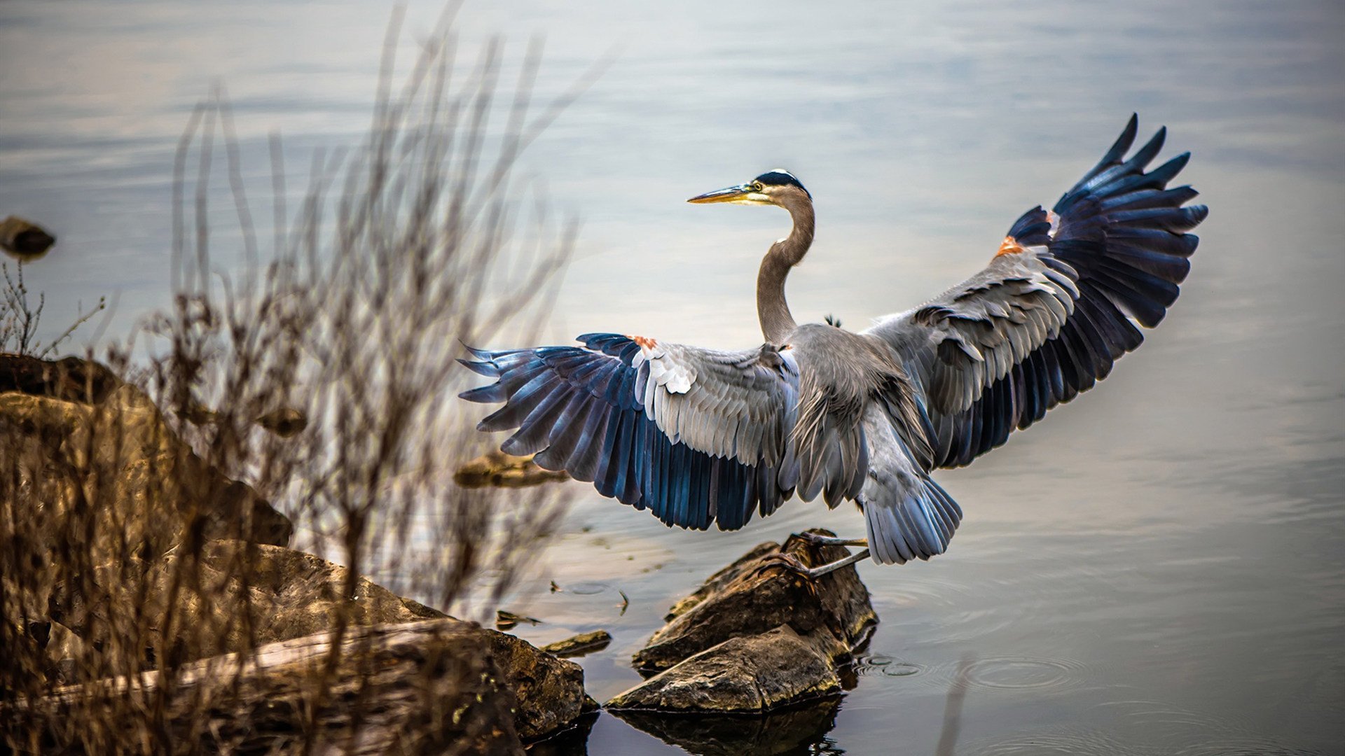今年联盟助攻王:谁的传球最精彩绝伦?,nba联盟助攻王