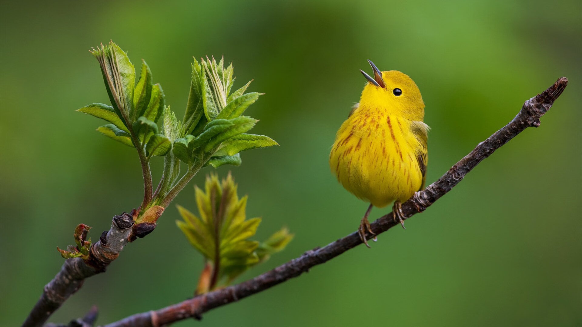 山东泰山主场气氛火爆，球迷热情高涨，山东泰山球队官宣视频