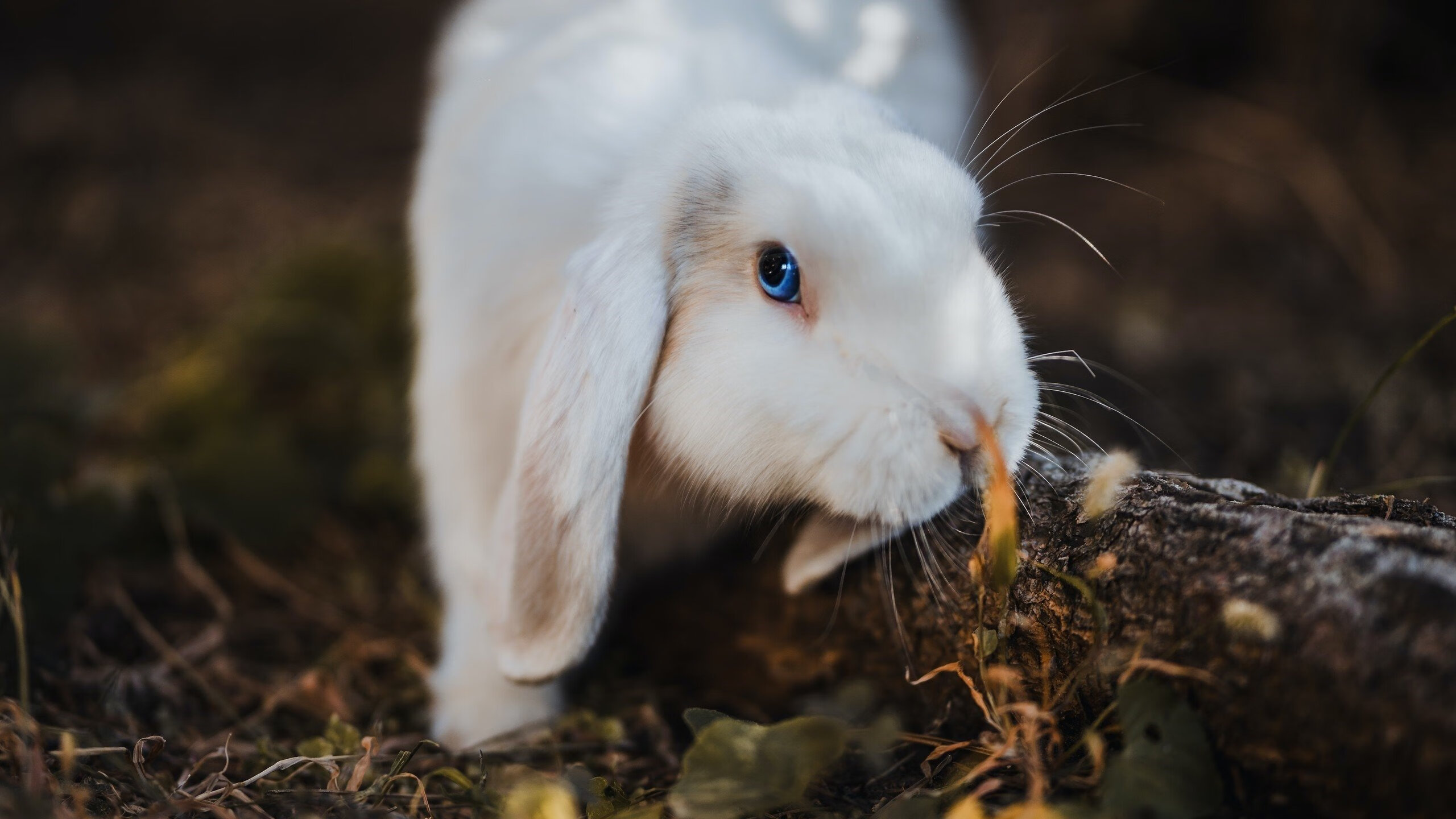 球场“美食”大揭秘：什么是最受欢迎的球队特色小吃？，给球场起个名称