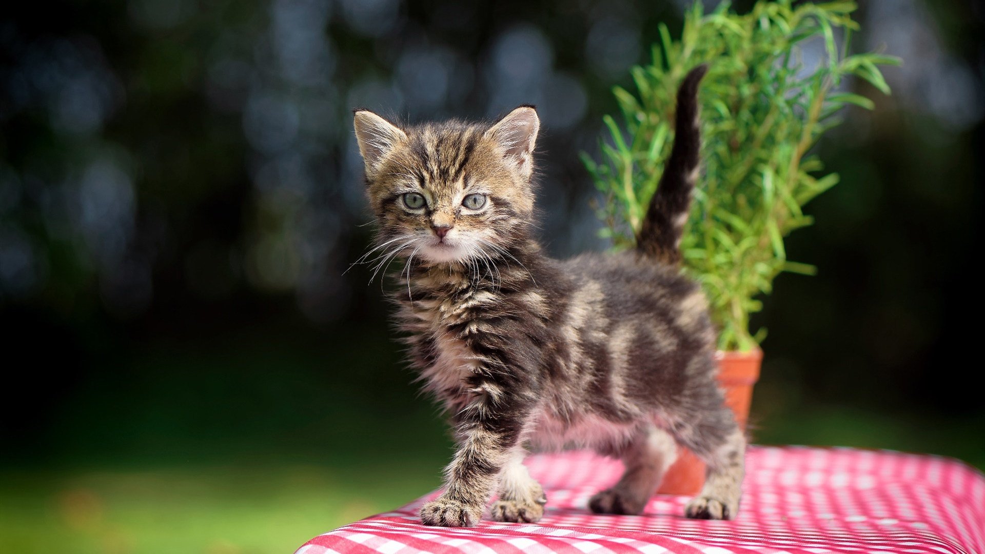 篮球场馆综合服务能力持续提升，篮球场馆综合服务能力持续提升的原因