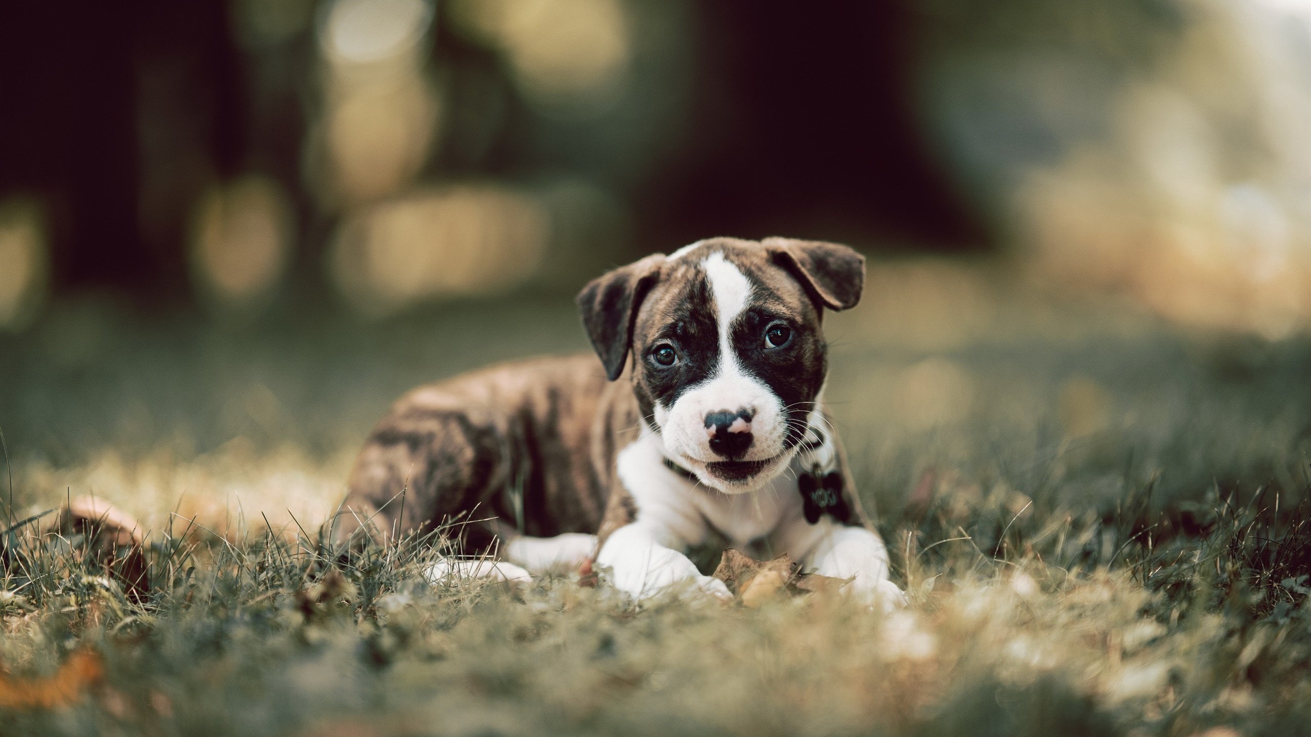 伊朗惊险逆转伊拉克，亚洲杯小组赛再获胜利，亚洲杯伊朗的今天的比赛