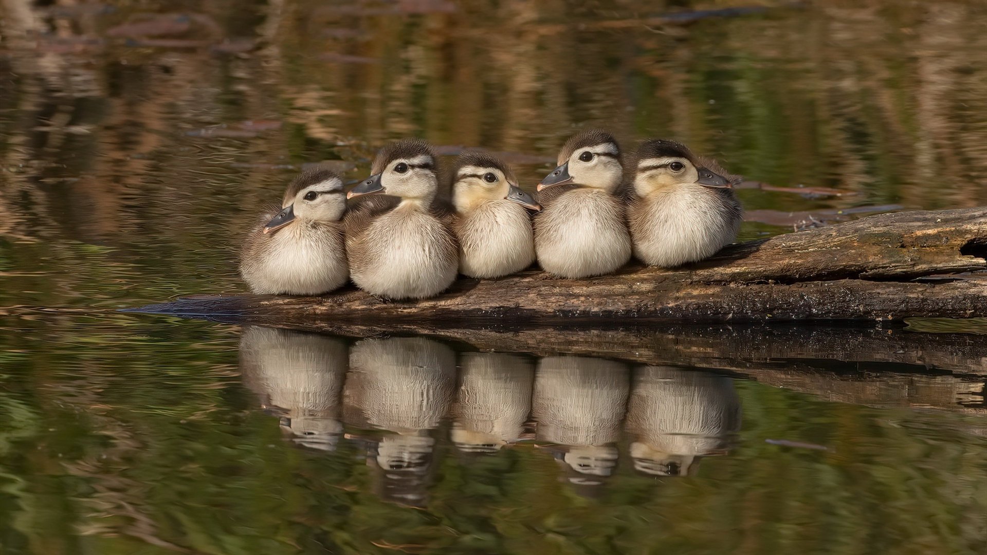 马竞主场告捷,顽强逆转,领先优势扩大,马竞indi