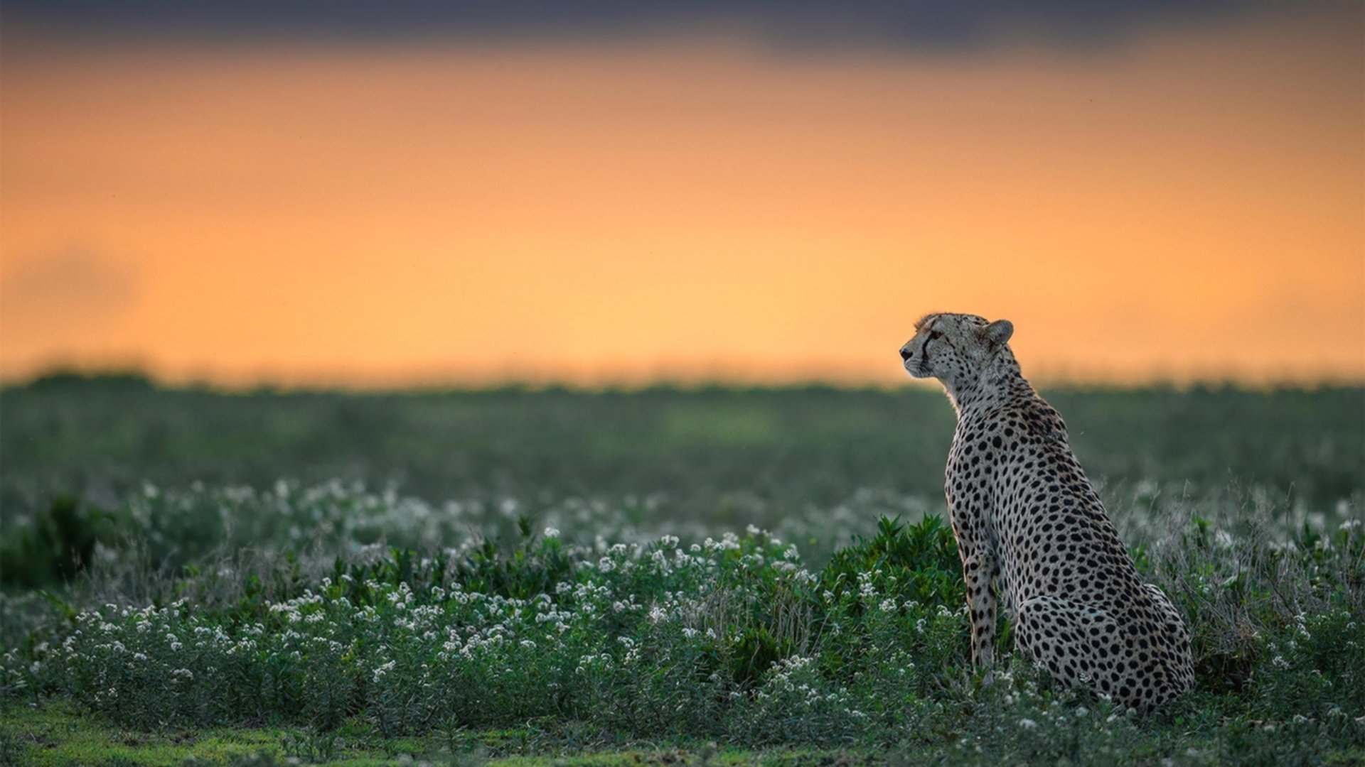 篮球专项技能动作控制机制分析,篮球技能动作简略说明
