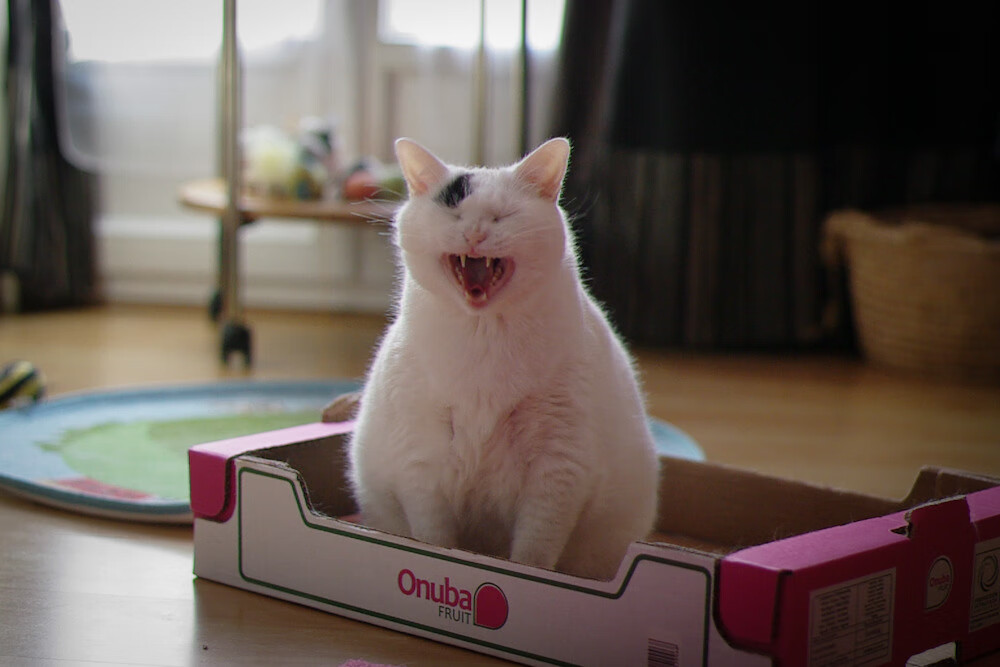 中国女篮精密布防压制对手 外线命中率稳定,中国女篮表现