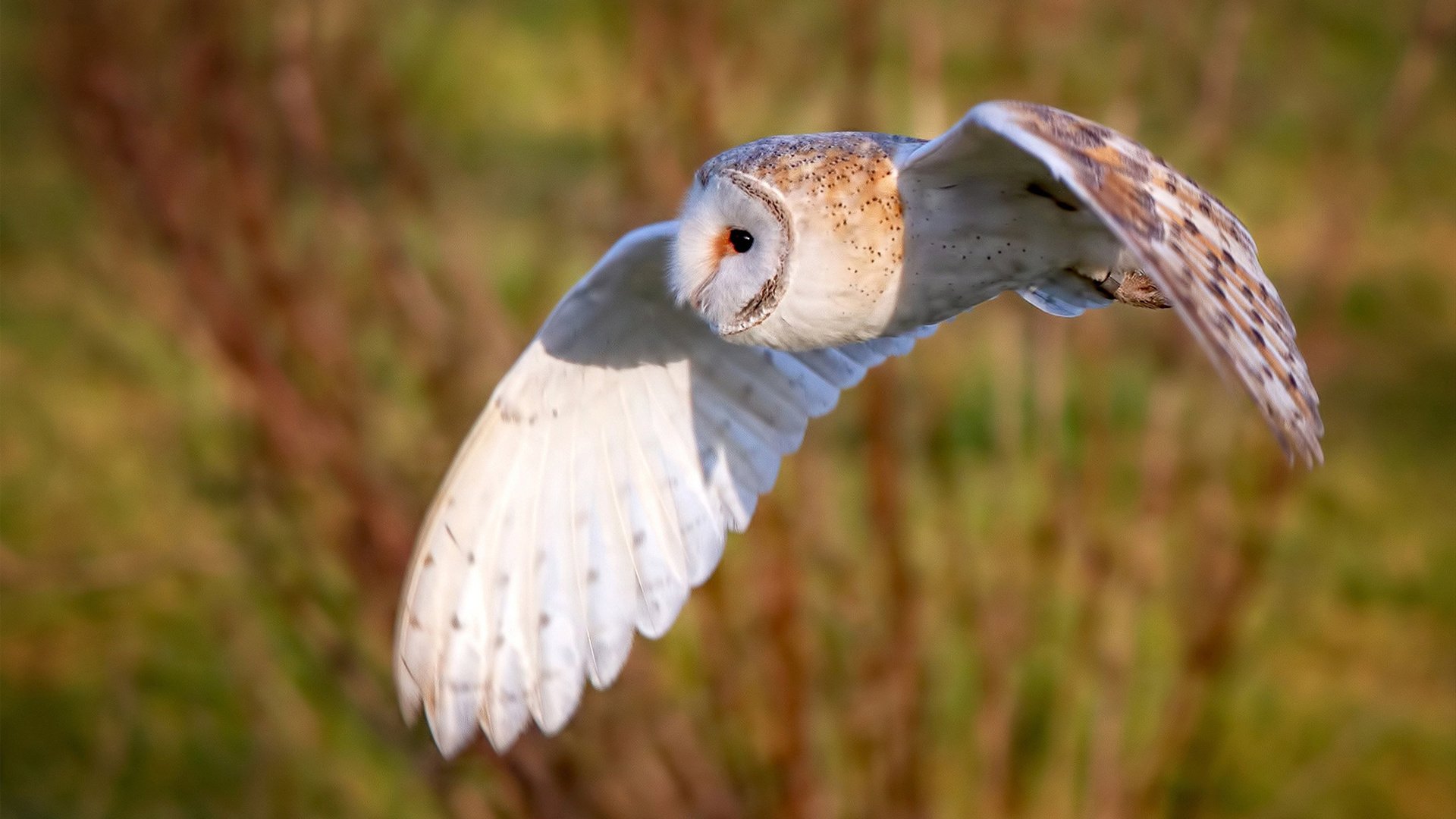 B体育中国内陆官方网站-切尔西团队配合默契，整体表现出色，切尔西合影