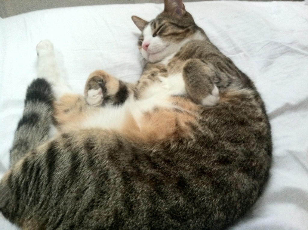 奥运村生活设施完善保障运动员，奥运会保障的工作人员