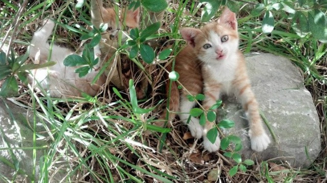 英国队冲刺阶段技压群雄,英国队阵型